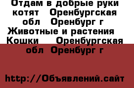Отдам в добрые руки котят - Оренбургская обл., Оренбург г. Животные и растения » Кошки   . Оренбургская обл.,Оренбург г.